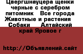 Цвергшнауцера щенки черные с серебром питомник - Все города Животные и растения » Собаки   . Алтайский край,Яровое г.